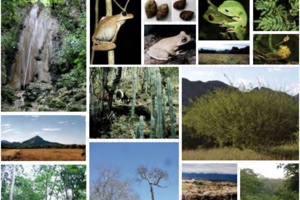 Lista completa de plantas vasculares de bosques secos prioritarios para la conservación en los departamentos de Atlántico y Bolívar (Caribe Colombiano)