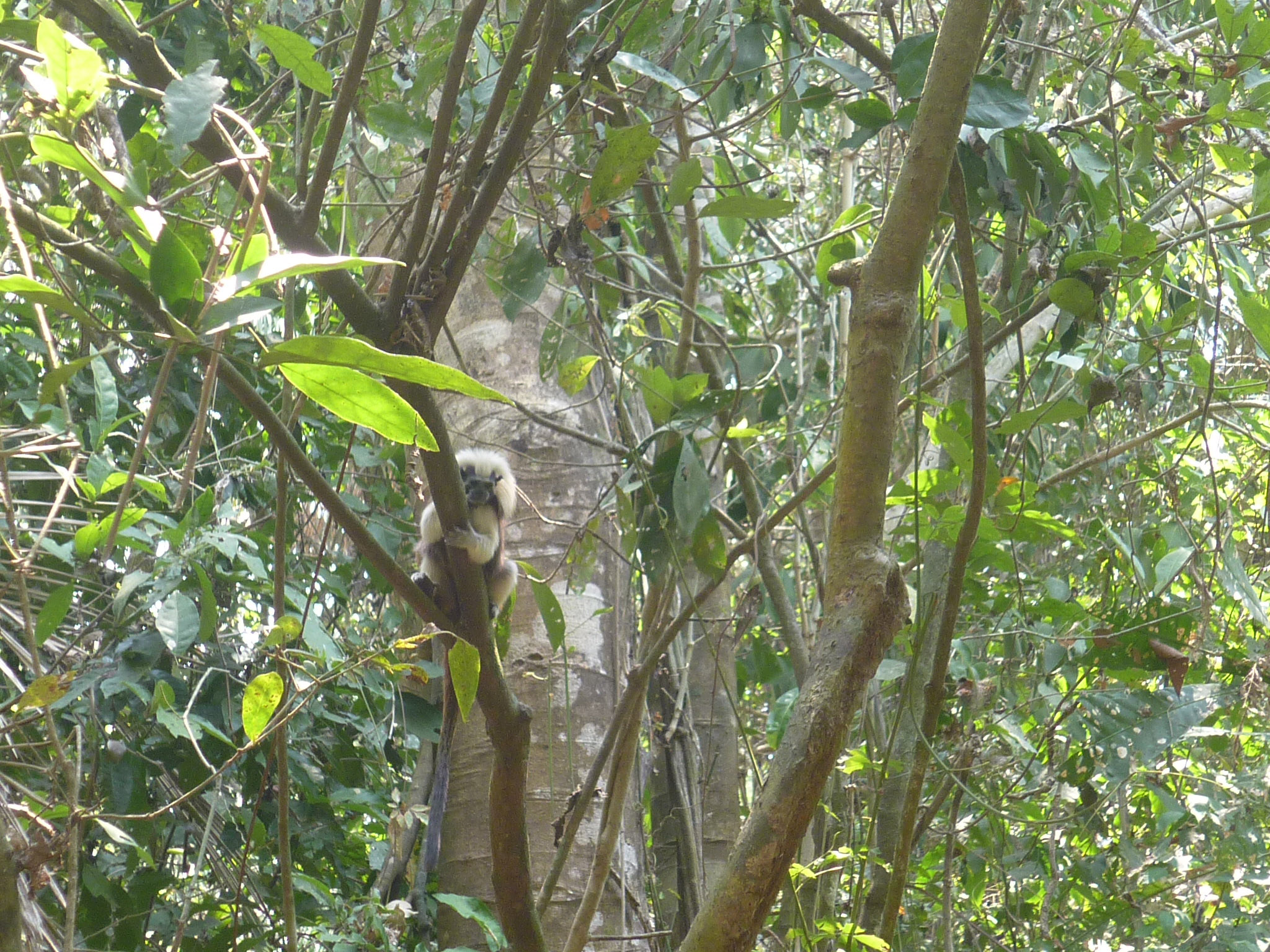 Parque Natural Regional Bosque seco El Ceibal - Mono Titi
