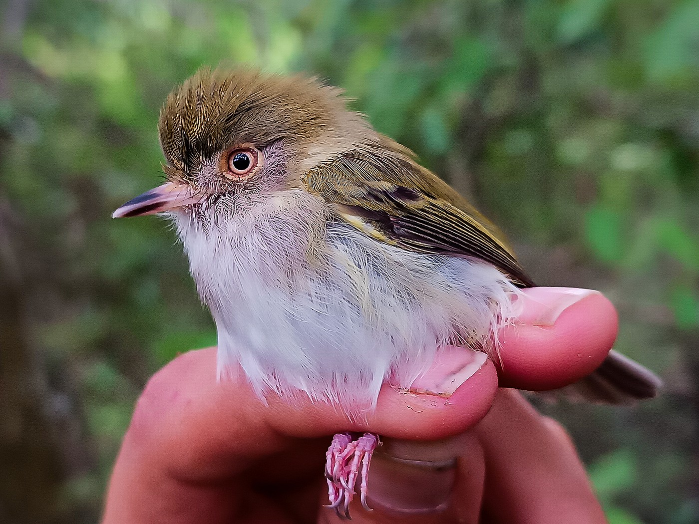 AREA PROTEGIDA 591x1050