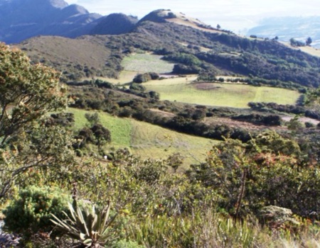 Caracterización biológica de dos enclaves secos o relictos de hábitat natural del Altiplano Cundiboyacense
