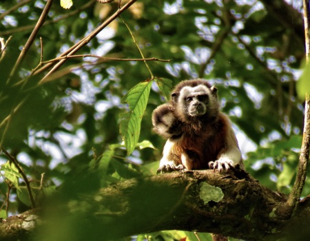 Evaluación de la diversidad de especies de Fauna y Flora presentes en las Unidades de Manejo Forestal de A.W. Faber Castell & T.H. Reforestation S.A.S, en el municipio de Zapayán, Magdalena
