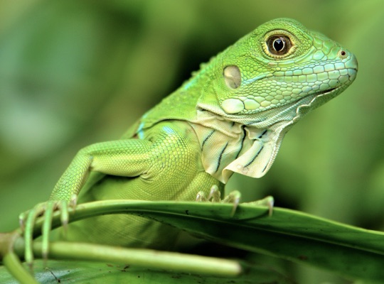 Evaluación de la biodiversidad y conservación