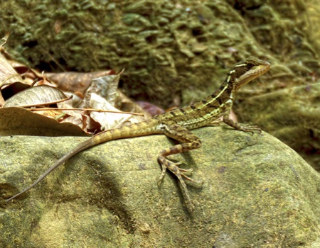 Evaluación de la biodiversidad y conservación